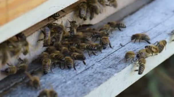 Les abeilles volent — Video