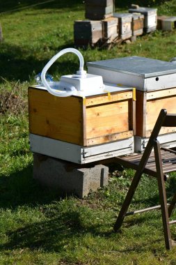 Arı kovanında bir arı kovanı