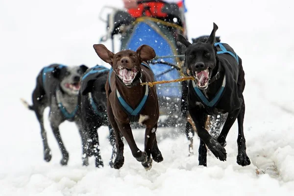 Dog Dogs Snow — ストック写真