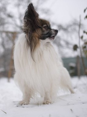 Kışın Papillon Safkan Köpeğinin Portresi