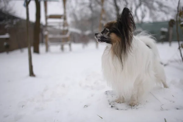 Retrato Cão Papillon Purebreed Inverno — Fotografia de Stock