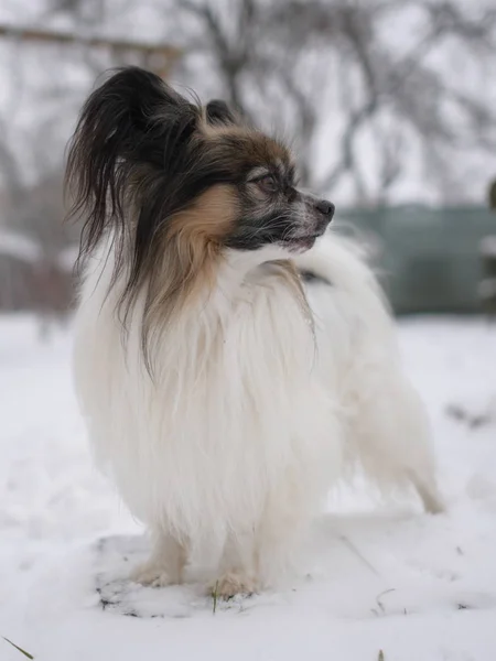 Portretul Unui Câine Rasă Papillon Timpul Iernii — Fotografie, imagine de stoc