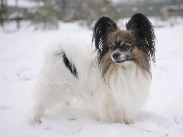 Retrato Cão Papillon Purebreed Inverno — Fotografia de Stock