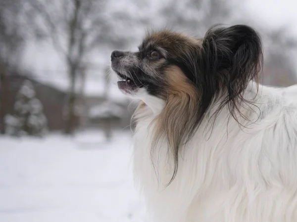 Portret Psa Rasy Czystej Papillon Zimą — Zdjęcie stockowe