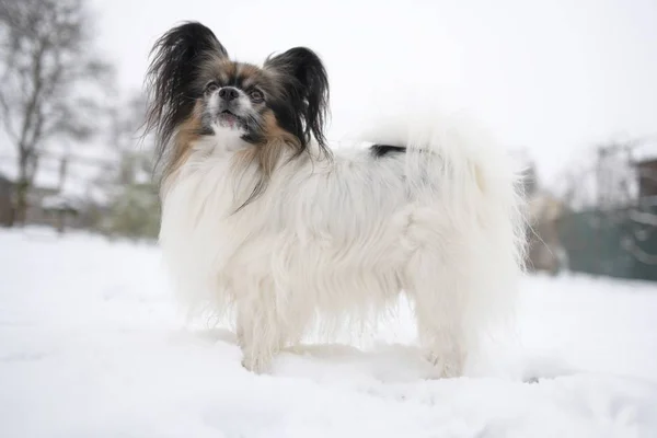 Retrato Cão Papillon Purebreed Inverno — Fotografia de Stock