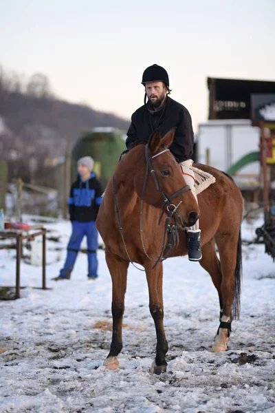 Portrait Syndrome Adult Man Horse Winter — 스톡 사진