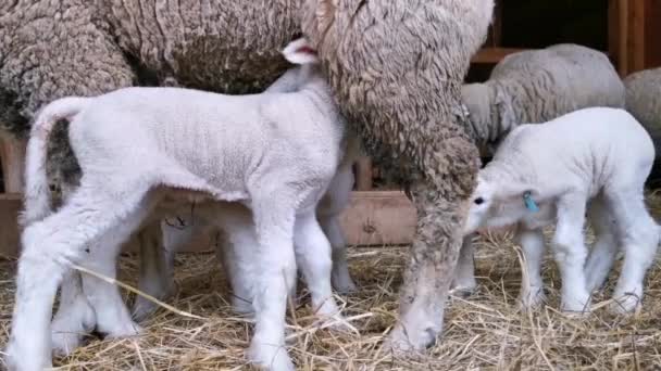 Får Och Lamm Ile France Rasen — Stockvideo