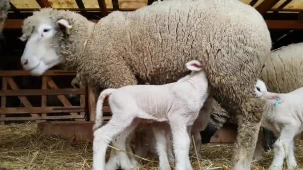 羊と子羊フランスの品種 — ストック動画