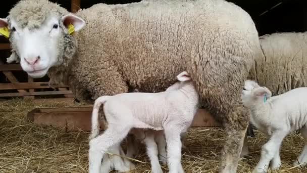Sheep Lamb Ile France Breed — Stock Video