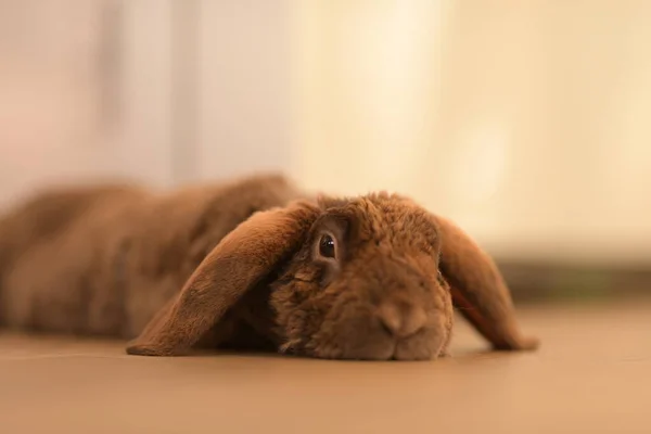 Conejo Pascua Suelo —  Fotos de Stock