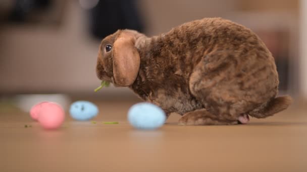 Rabbit Easter Floor — Stock Video