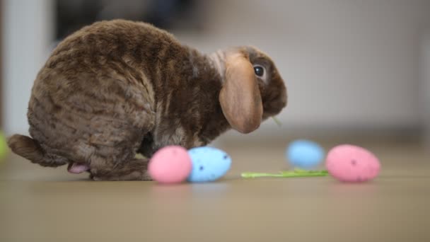 Conejo Pascua Suelo — Vídeo de stock