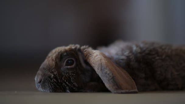 Conejo Pascua Suelo — Vídeo de stock