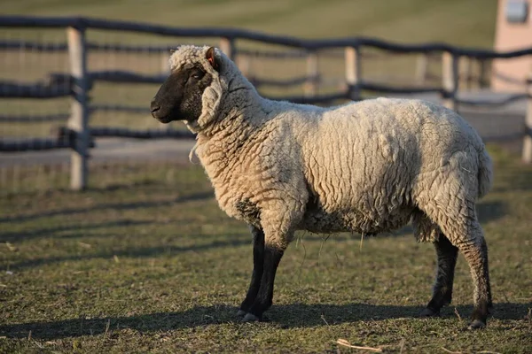 Clun Bos Schapenras — Stockfoto