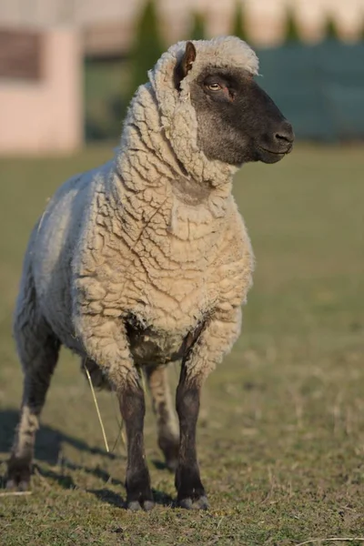 Clun Forest Sheep Breed — Stock Photo, Image