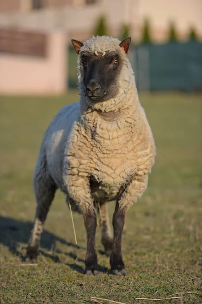 Clun Waldschafe — Stockfoto