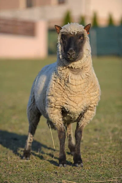 Clun Bos Schapenras — Stockfoto