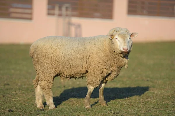 Ile France Sheep Breed — Stock Photo, Image