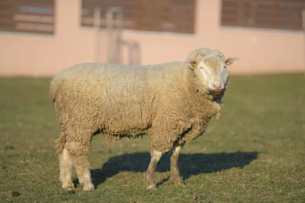フランス羊の品種 — ストック写真