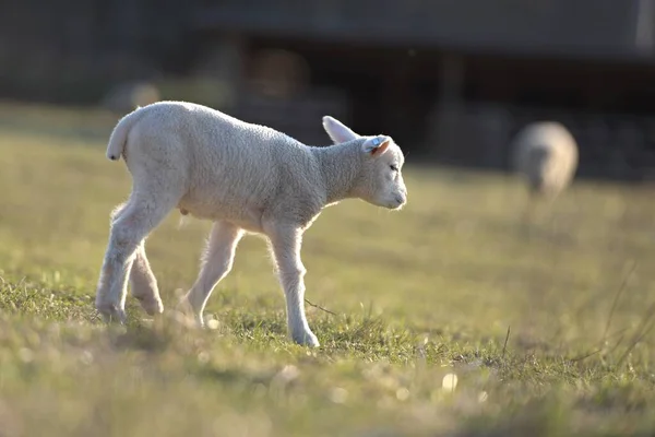 Fransa Koyun Çiftleşmesi — Stok fotoğraf