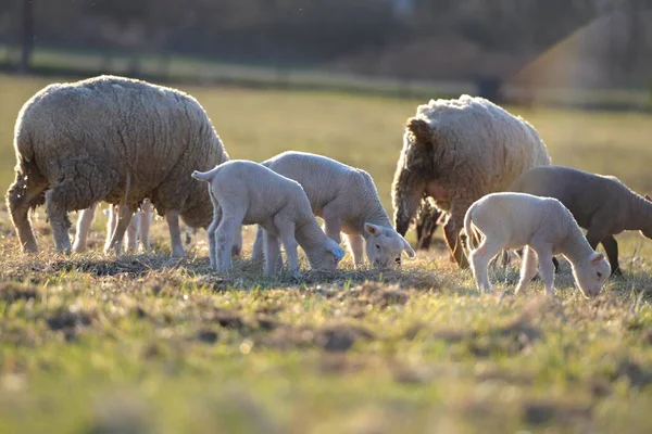 法国羊群的繁殖 — 图库照片