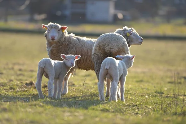 Ile France Sheep Breed — Stock Photo, Image