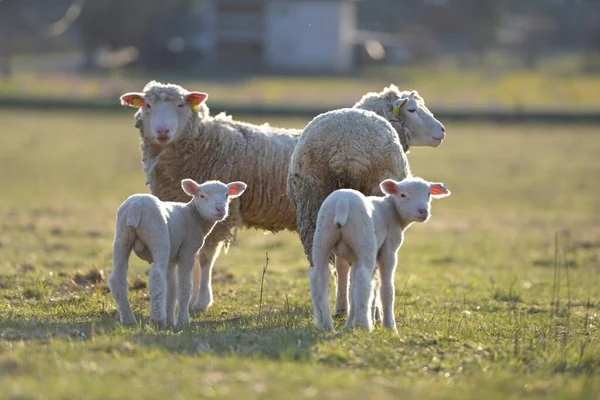 Ile France Sheep Breed — Stock Photo, Image