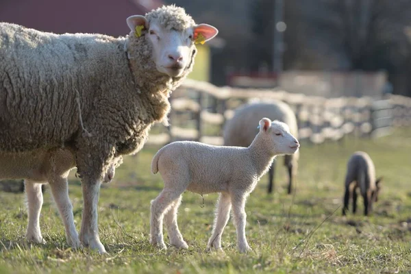 法国羊群的繁殖 — 图库照片