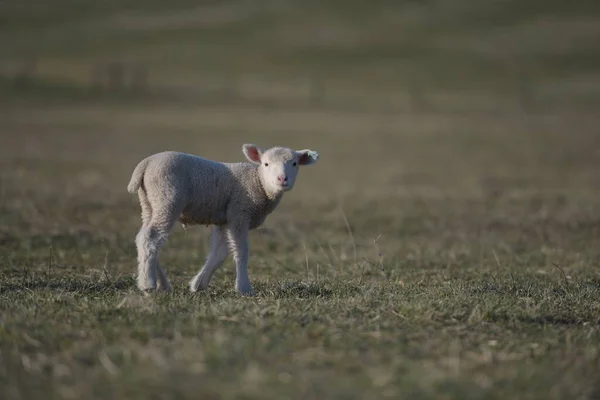 フランス羊の品種 — ストック写真