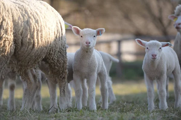 Ile France Sheep Breed — Stock Photo, Image