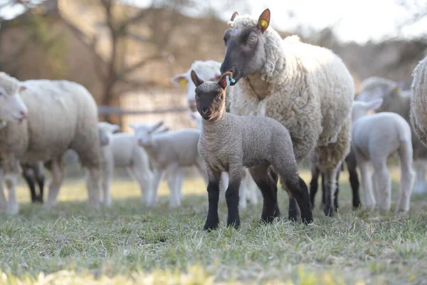 Ile France Sheep Breed — Stock Photo, Image