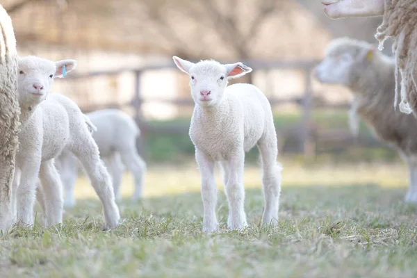 Ile France Sheep Breed — Stock Photo, Image