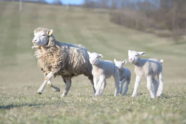 Ile France Sheep Breed — Stock Photo, Image