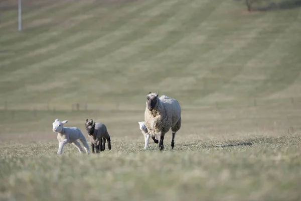 丛林中绵羊繁殖 — 图库照片