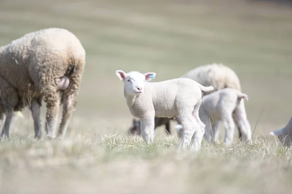 Ile France Raça Ovina — Fotografia de Stock