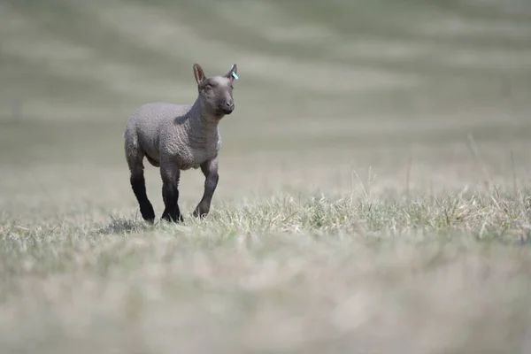 Clun Orman Koyunları Ürer — Stok fotoğraf