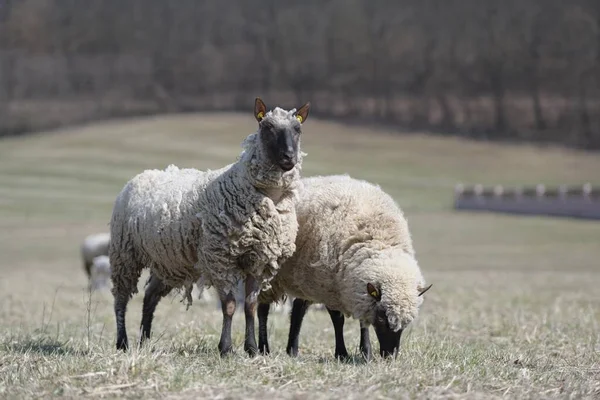 Clun Rasy Owiec Leśnych — Zdjęcie stockowe