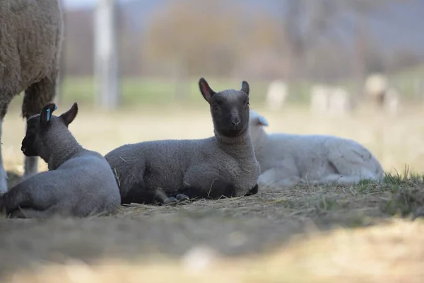 Clun Orman Koyunları Ürer — Stok fotoğraf