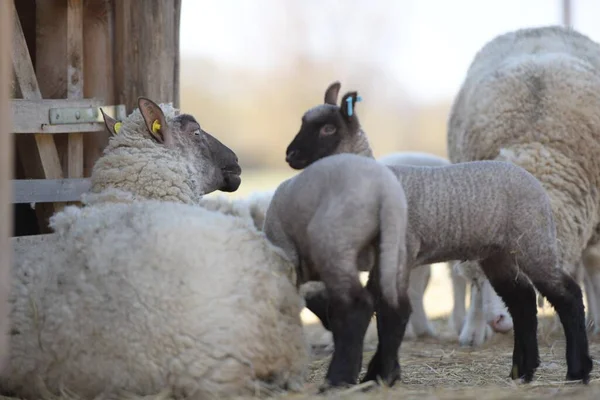 Ile France Sheep Breed — Stock Photo, Image