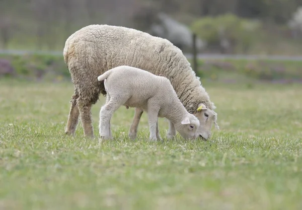 春に母羊と子羊 — ストック写真
