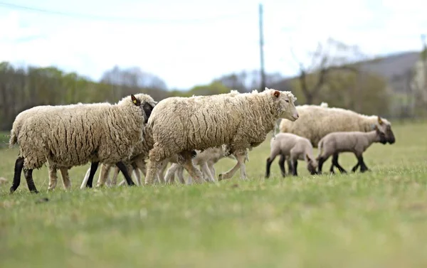 Mother Sheep Her Lambs Spring — Stock Photo, Image