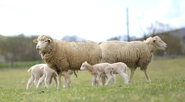 Moeder Schapen Haar Lammeren Het Voorjaar — Stockfoto