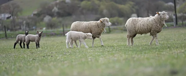 Mother Sheep Her Lambs Spring — Stock Photo, Image