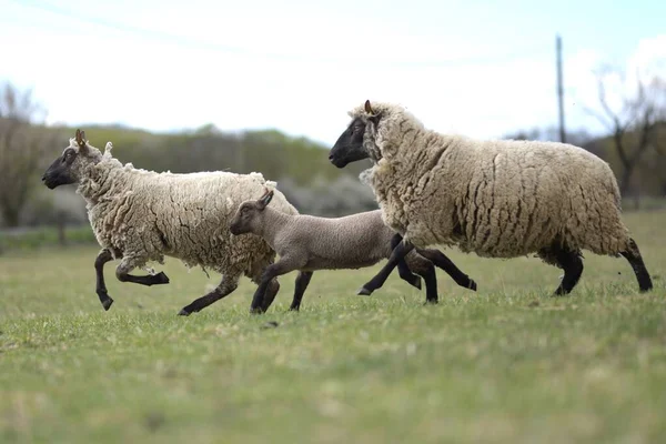 春天里的母羊和小羊 — 图库照片