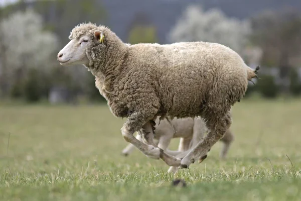 Schafmutter Und Ihre Lämmer Frühling — Stockfoto