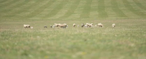 Μητέρα Πρόβατα Και Αρνιά Της Την Άνοιξη — Φωτογραφία Αρχείου