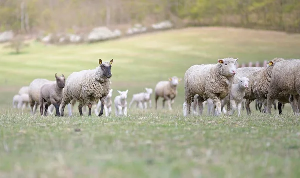 Mother Sheep Her Lambs Spring — Stock Photo, Image