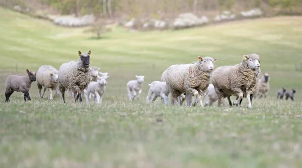Mother Sheep Her Lambs Spring — Stock Photo, Image