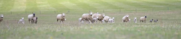 Μητέρα Πρόβατα Και Αρνιά Της Την Άνοιξη — Φωτογραφία Αρχείου