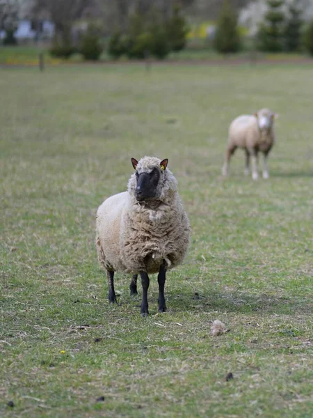 Mor Får Och Hennes Lamm Våren — Stockfoto